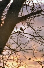 Lessons from the Pecan Tree